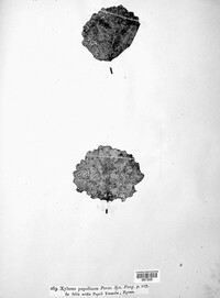 Linospora ceuthocarpa image